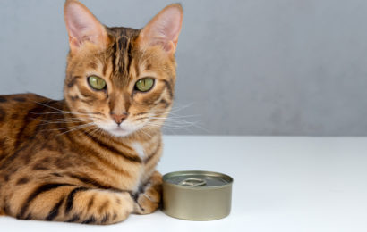 Нужен ли кошкам влажный корм? Нужен ли кошкам влажный корм?